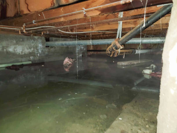Best Local water damage restoration  in Monona, WI